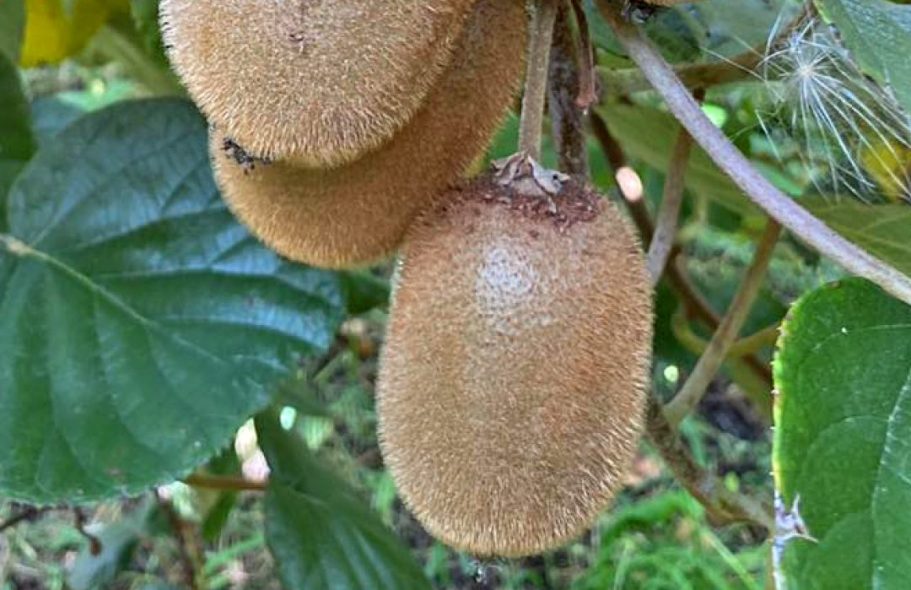 Kiwis wie sie am Baum hängen.