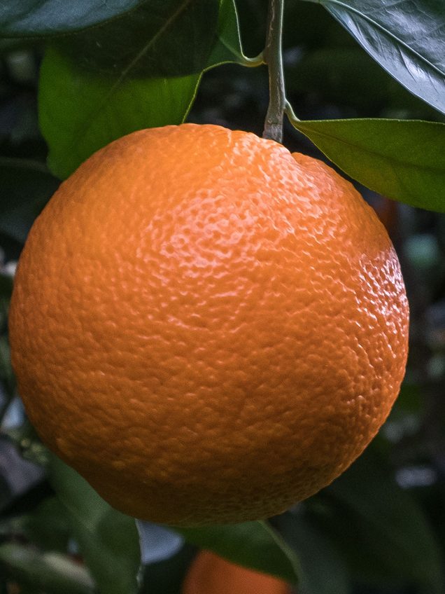 Orange die am Baum hängt.