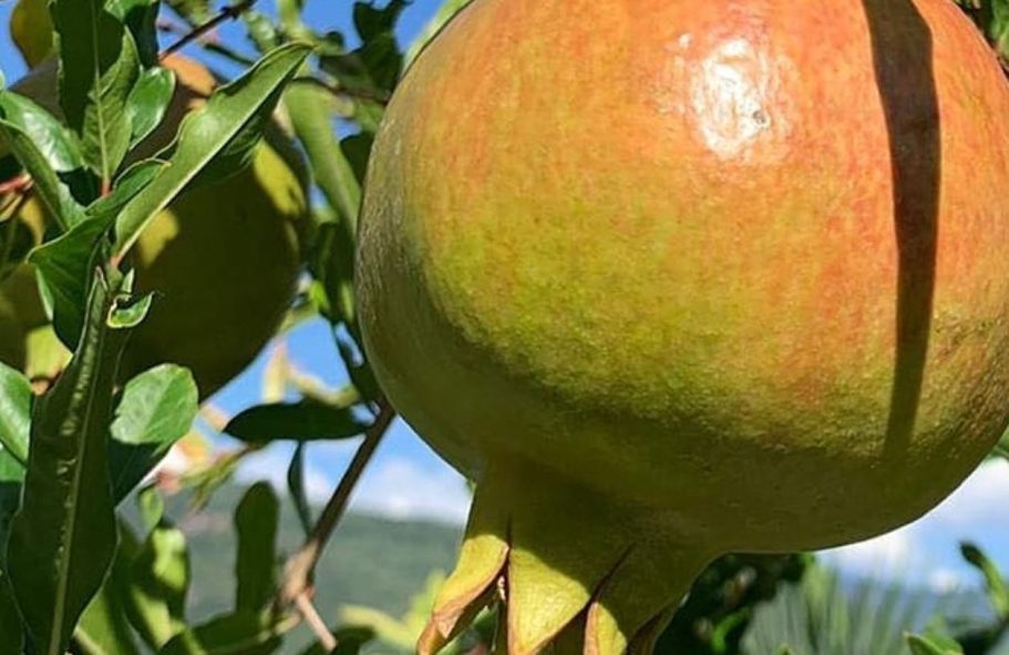 Granatäpfel wie sie am Baum hängen.