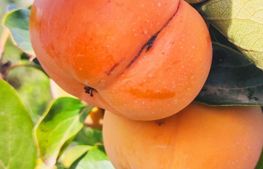 Persimonen wie sie am Baum hängen.