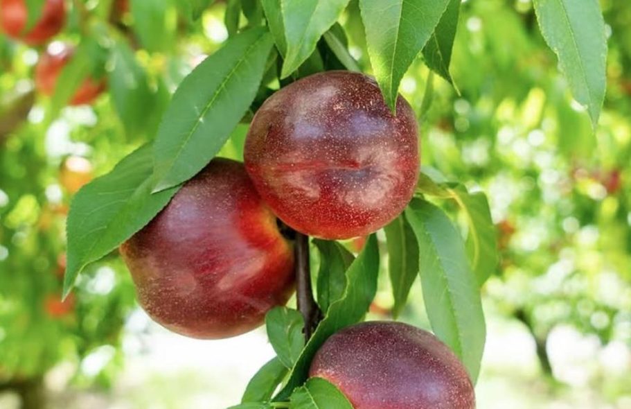 Nektarinen wie sie am Baum hängen.