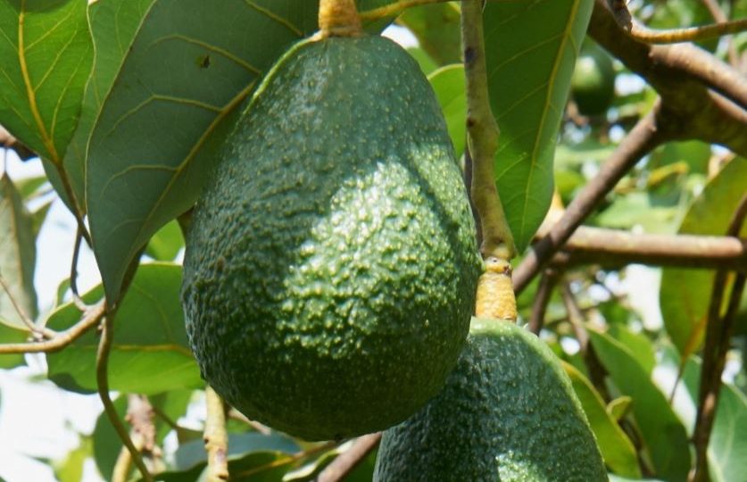 Avocados wie sie am Baum hängen.